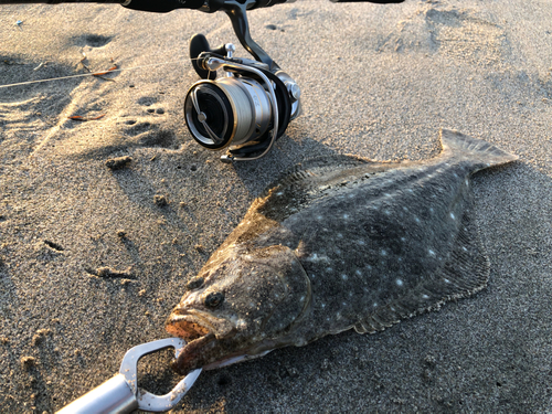 ヒラメの釣果