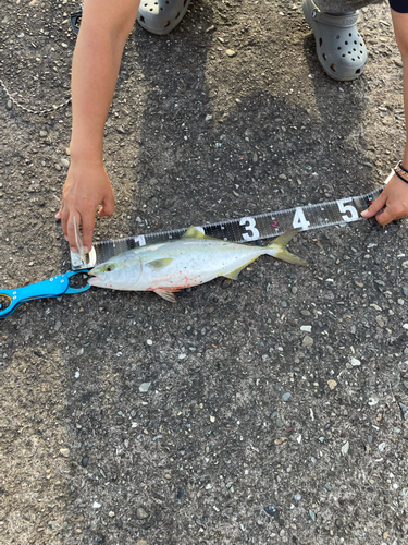 ハマチの釣果