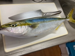 イナダの釣果