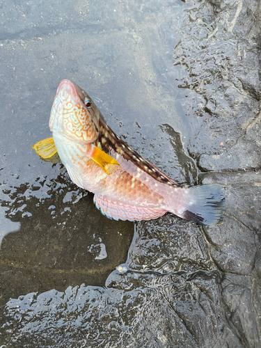 ホシササノハベラの釣果