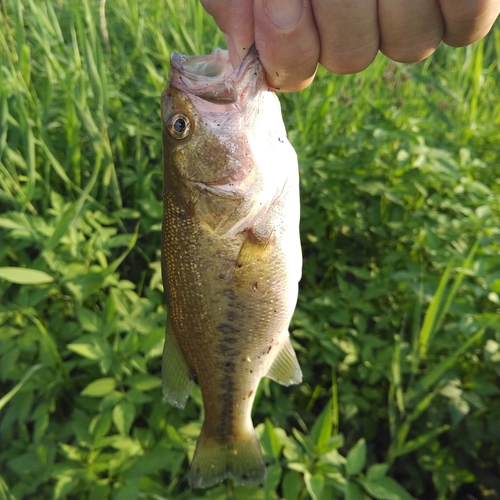 ラージマウスバスの釣果