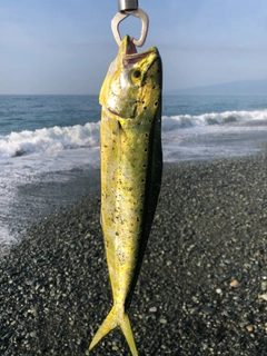 シイラの釣果