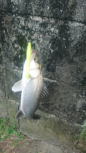 スズキの釣果