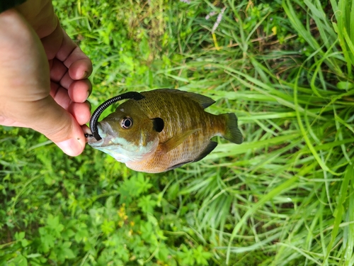 釣果