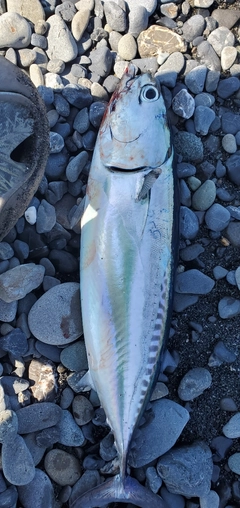 ソウダガツオの釣果