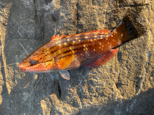 ホシササノハベラの釣果