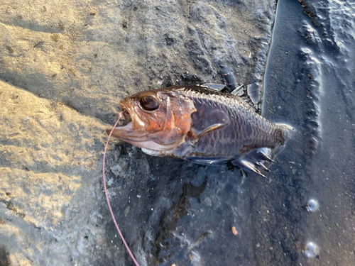 ネンブツダイの釣果