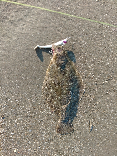 ソゲの釣果