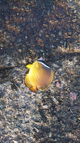 チョウチョウウオの釣果