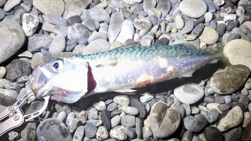 サバの釣果