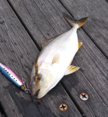 ショゴの釣果