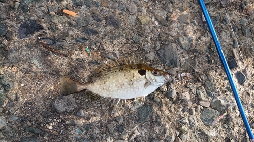 アイゴの釣果