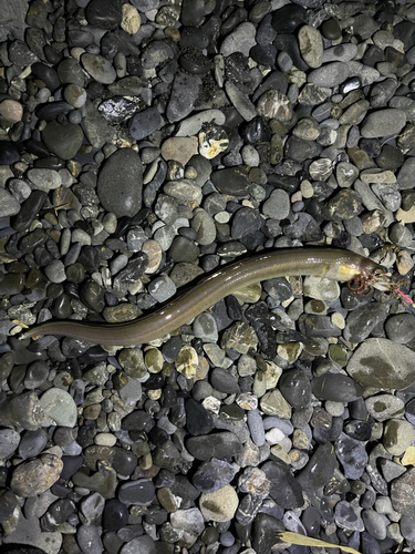 アナゴの釣果