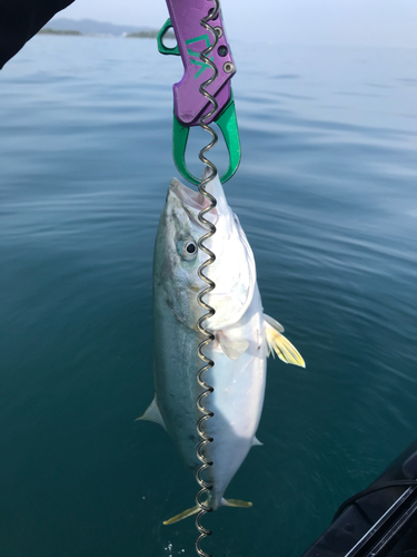 イナダの釣果