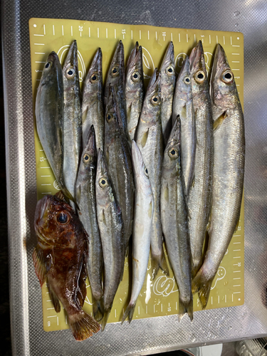 アカカマスの釣果