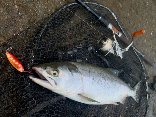 カラフトマスの釣果