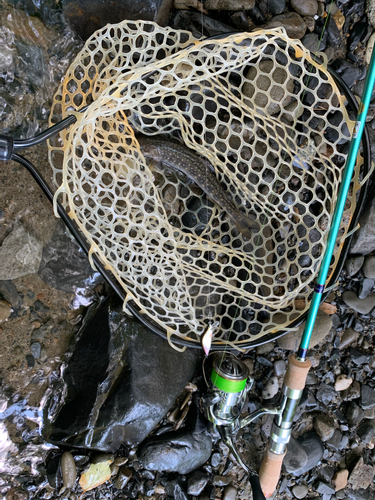 イワナの釣果