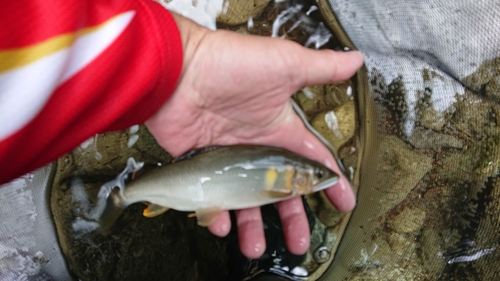 アユの釣果