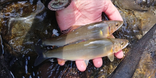 アユの釣果