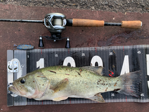 ブラックバスの釣果