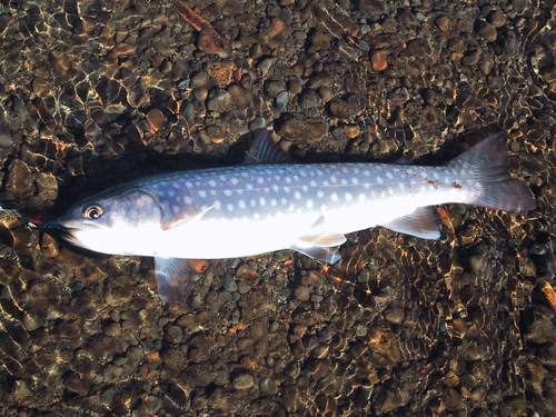 アメマスの釣果