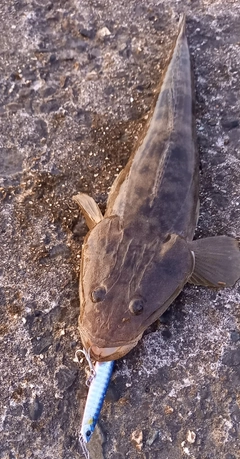 マゴチの釣果