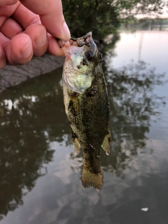 ラージマウスバスの釣果