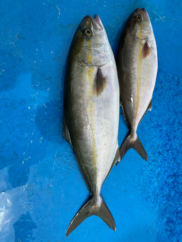 シオの釣果