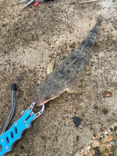 マゴチの釣果