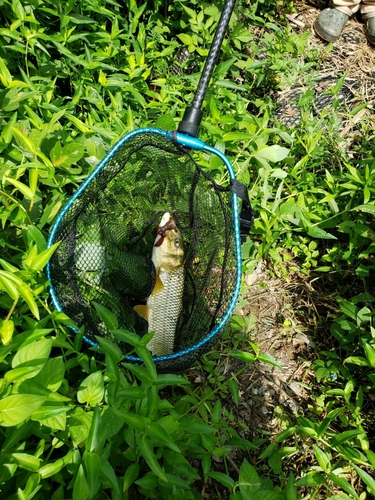 ニゴイの釣果