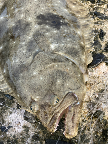 ヒラメの釣果