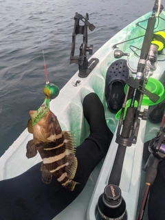 アオハタの釣果