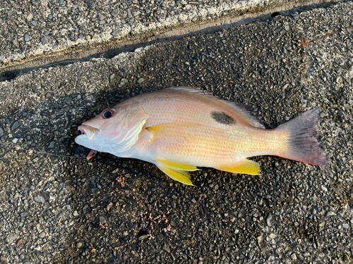 クロホシフエダイの釣果