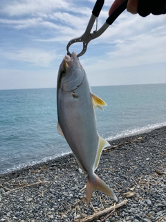 ショゴの釣果