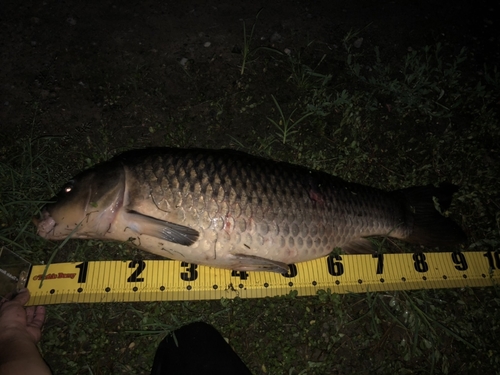 コイの釣果