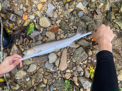 イワナの釣果