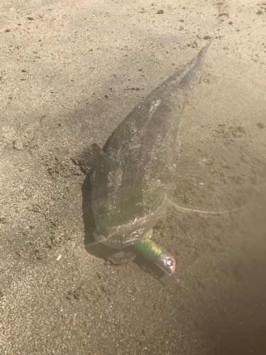 マゴチの釣果