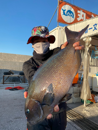 オナガグレの釣果