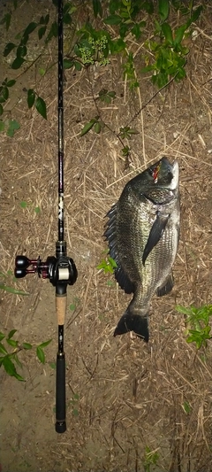 クロの釣果