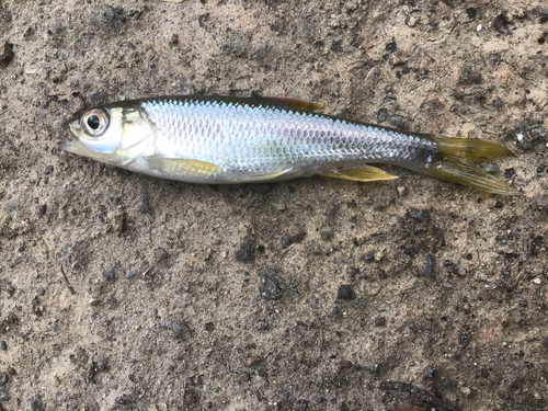 カワムツの釣果