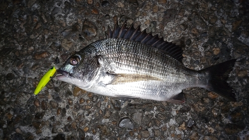 チヌの釣果