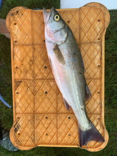 フッコ（マルスズキ）の釣果