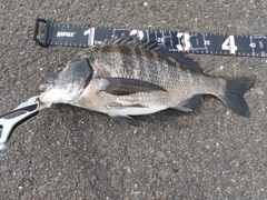 クロダイの釣果