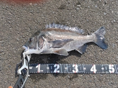 クロダイの釣果