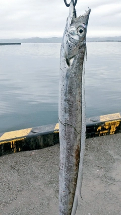 タチウオの釣果