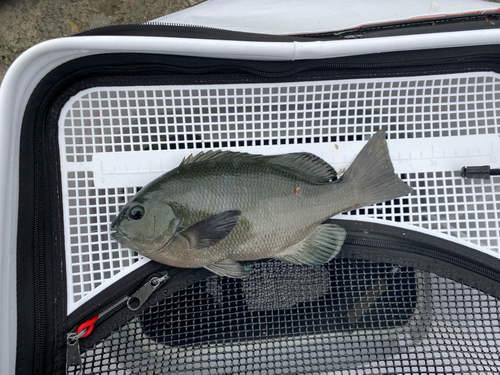 グレの釣果