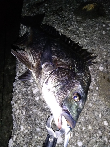 チヌの釣果