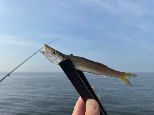 カマスの釣果