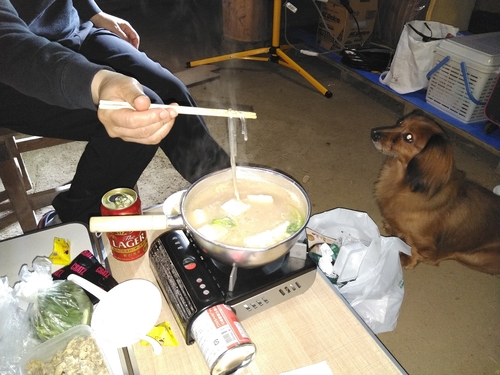 イワナの釣果