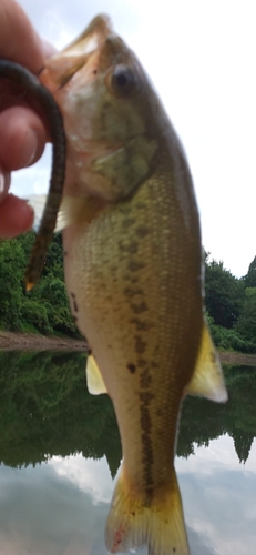 ラージマウスバスの釣果